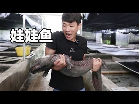 娃娃魚飼養|【養娃娃魚】娃娃魚飼養指南：新手必學，從入門到上手！